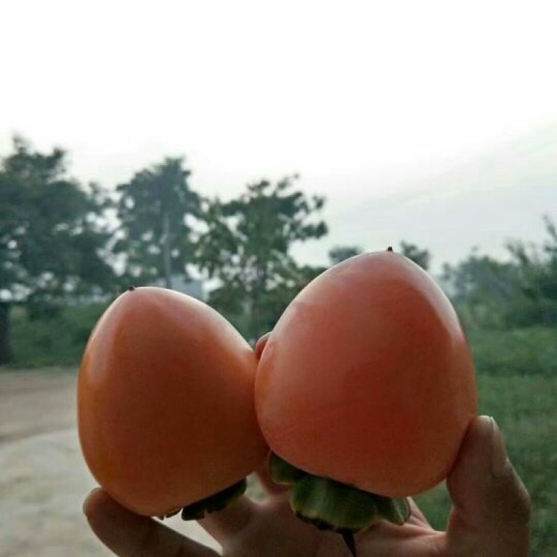 柿饼2~2.5两