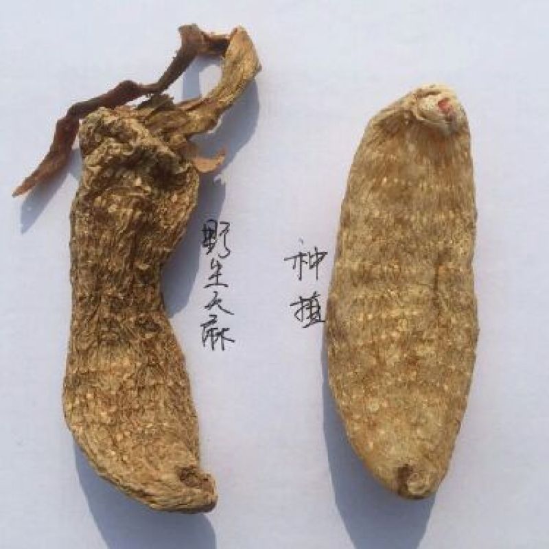 野生天麻统货