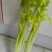 万亩精品大棚芹菜基地质量好货源充足诚信经营