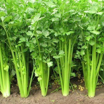 万亩精品大棚芹菜基地质量好货源充足诚信经营