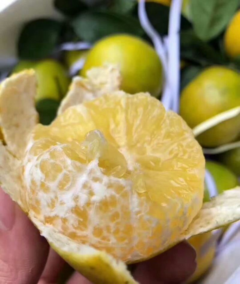 广西皇帝柑青皮果五斤装