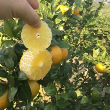 广西皇帝柑青皮果五斤装