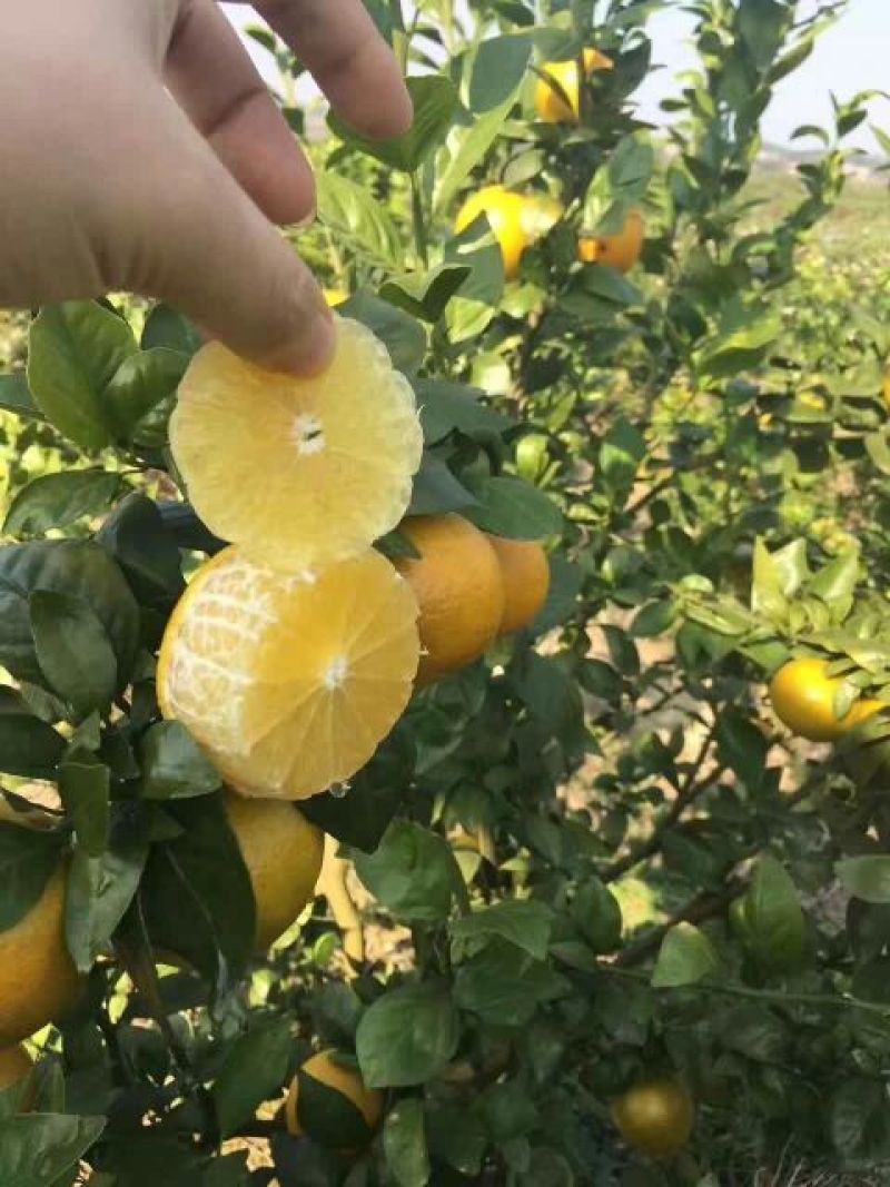 广西皇帝柑青皮果五斤装