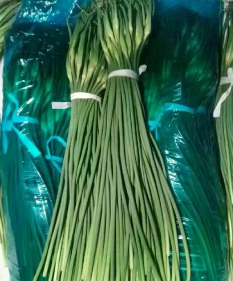 蒜薹通货50~60cm四季现货，质量保证