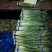 蒜薹通货50~60cm四季现货,质量保证