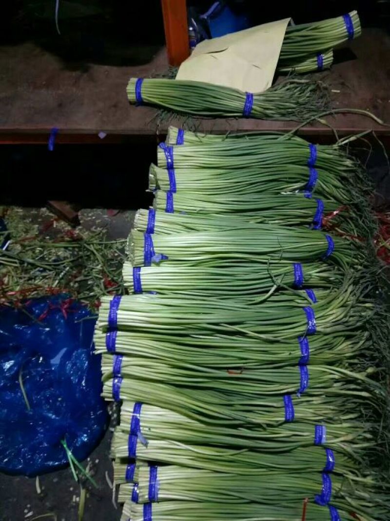 蒜薹通货50~60cm四季现货，质量保证