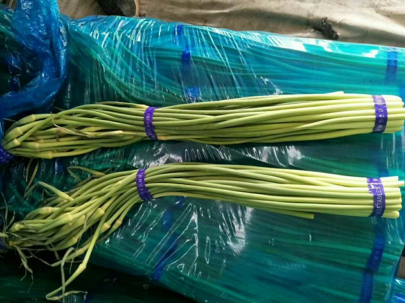 蒜薹通货50~60cm四季现货，质量保证