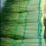 蒜薹通货50~60cm四季现货,质量保证