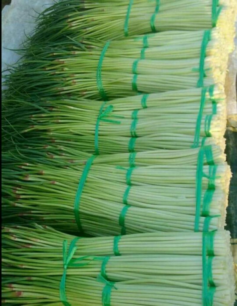 蒜薹通货50~60cm四季现货，质量保证