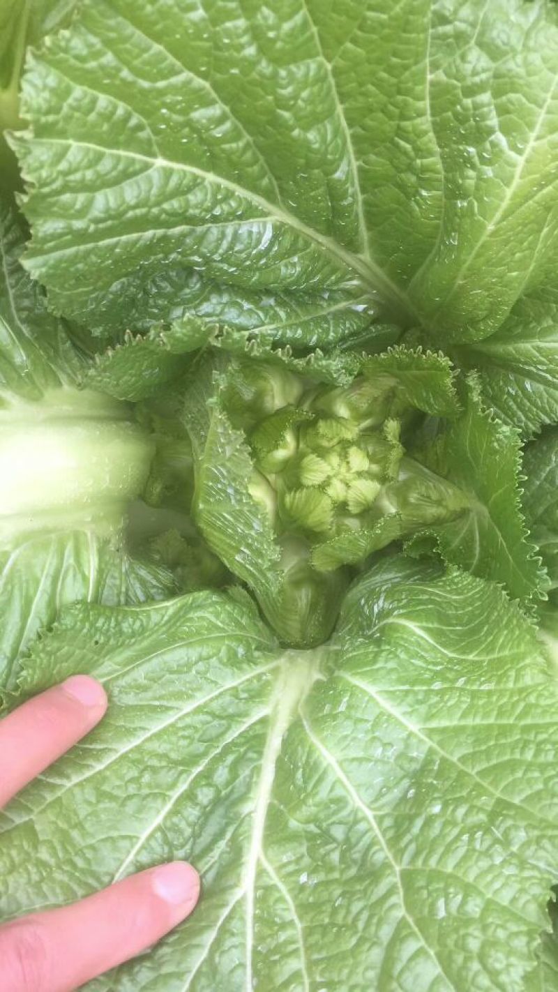 儿菜5两以上