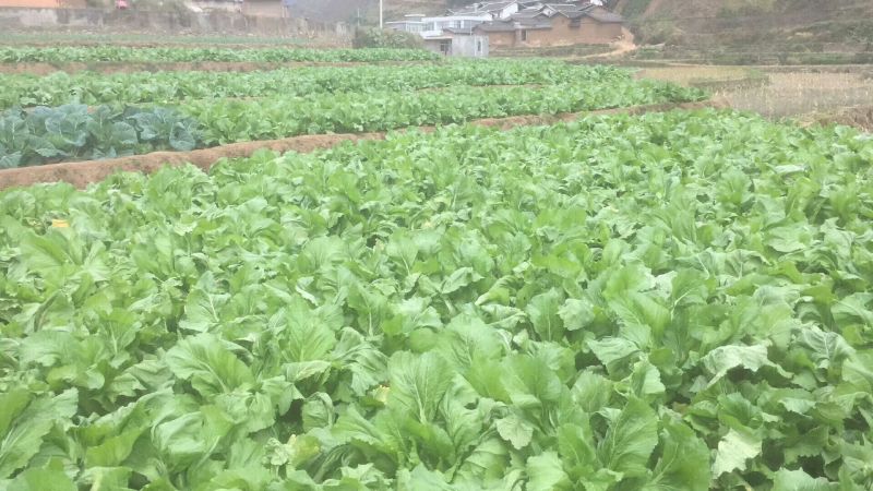 儿菜5两以上