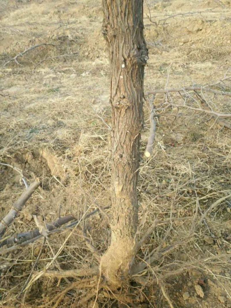 枣树6~8cm4cm以下