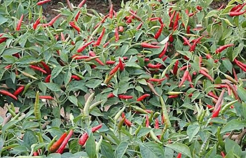 朝天椒5~10厘米特辣新鲜货源，有的老板可以