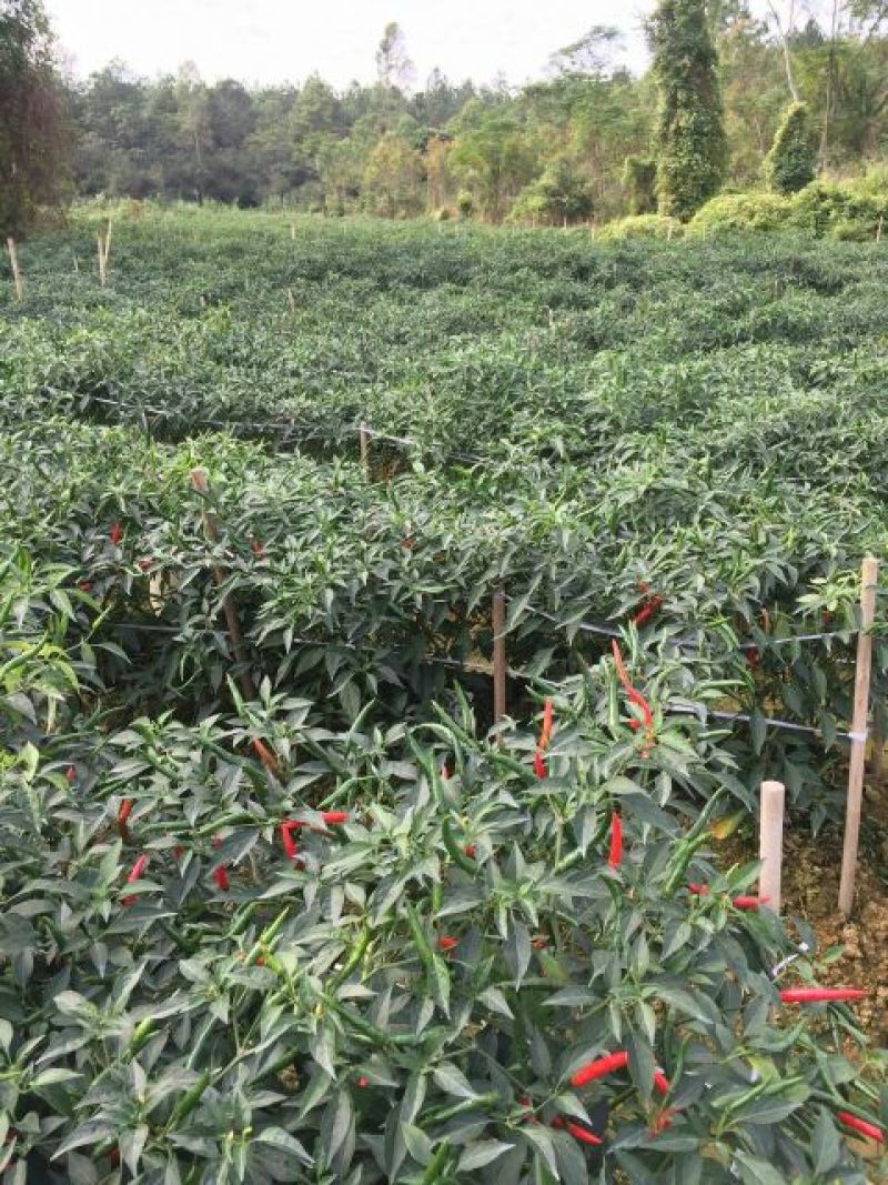 朝天椒5~10厘米特辣新鲜货源，有的老板可以