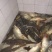 河鲤鱼食用3公斤以上