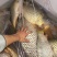 河鲤鱼食用3公斤以上