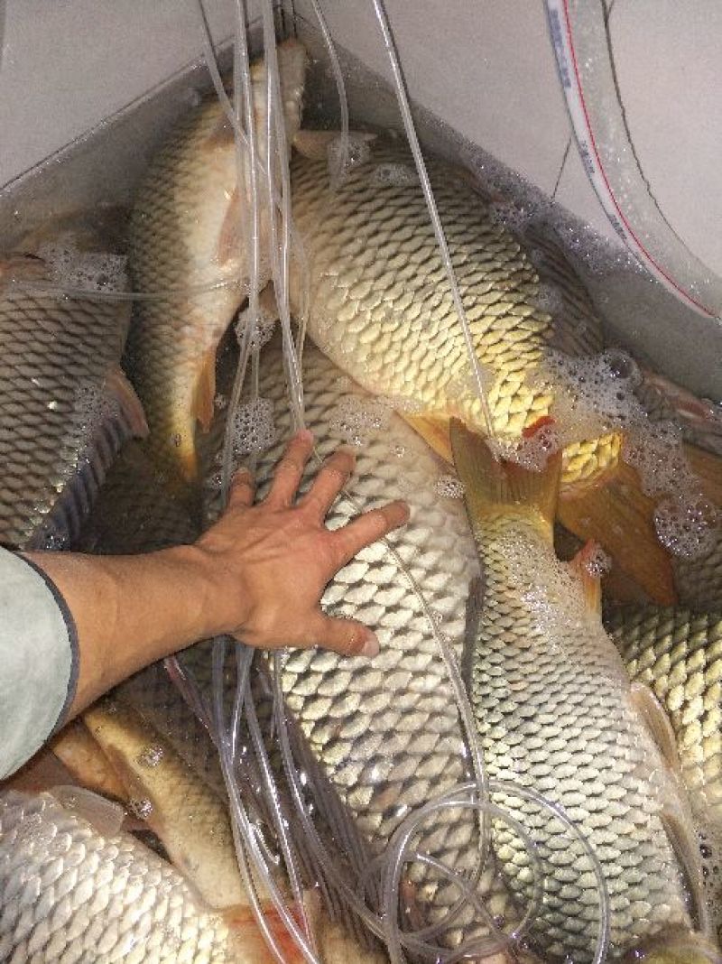 河鲤鱼食用3公斤以上