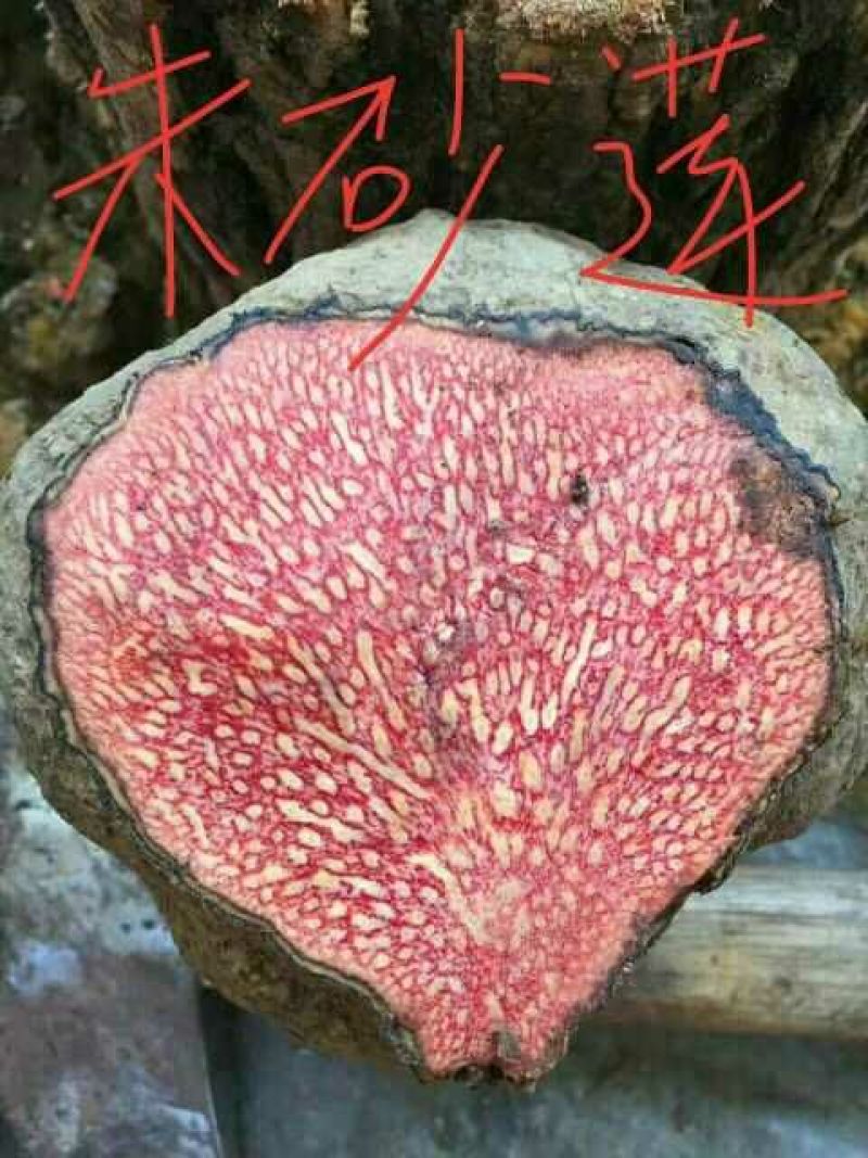 朱砂莲薯莨