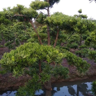 造型松14公分