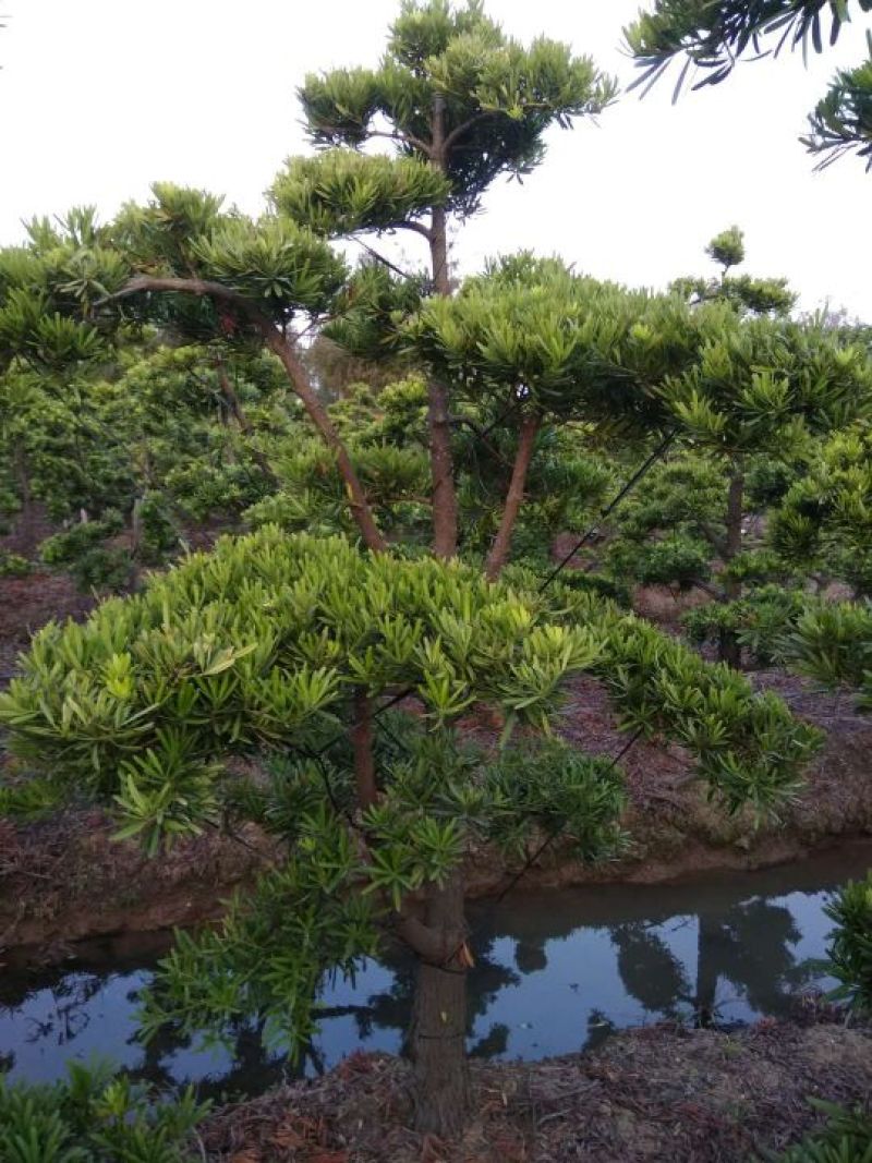 造型松14公分
