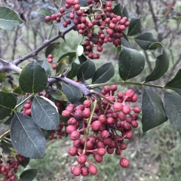 花椒苗规格不同，价格不同