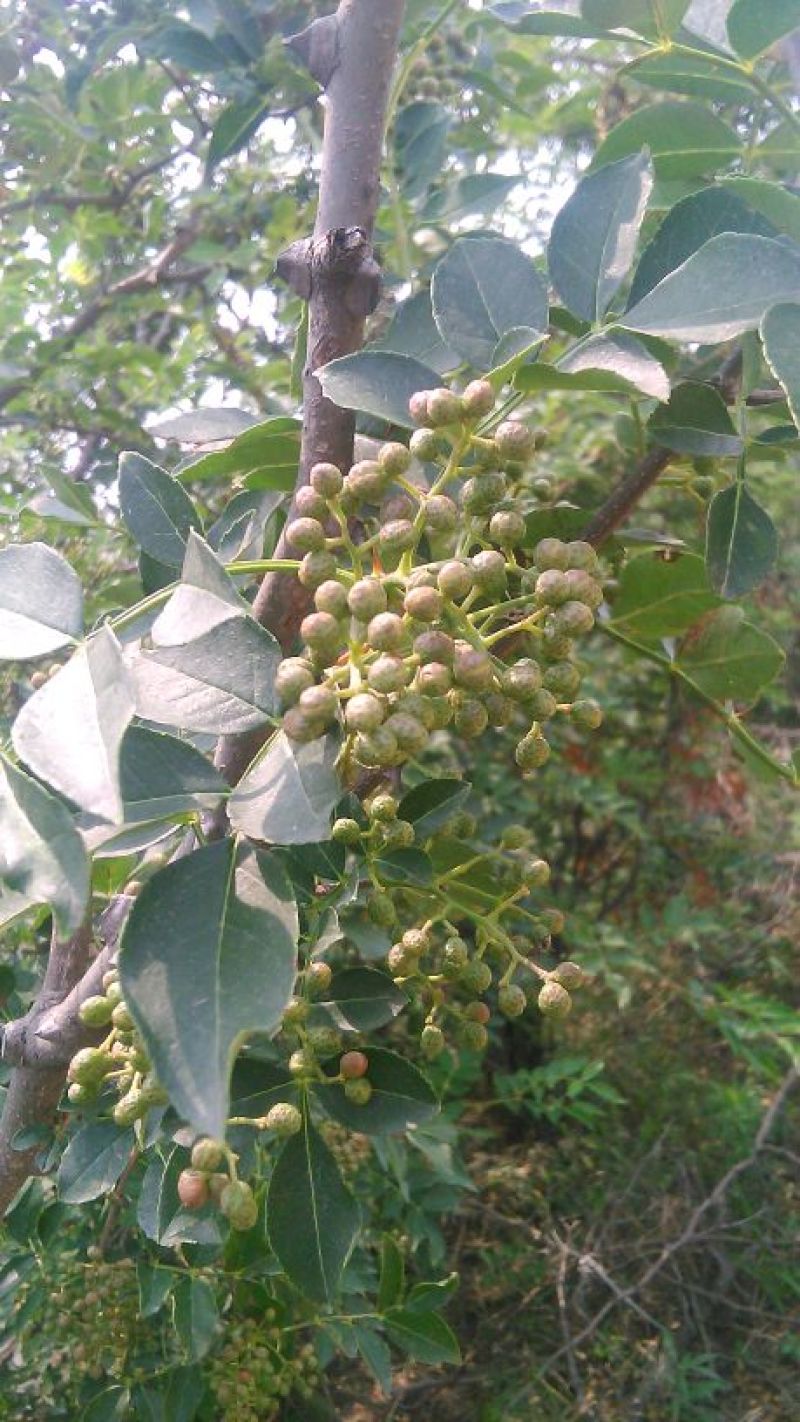 花椒苗规格不同，价格不同