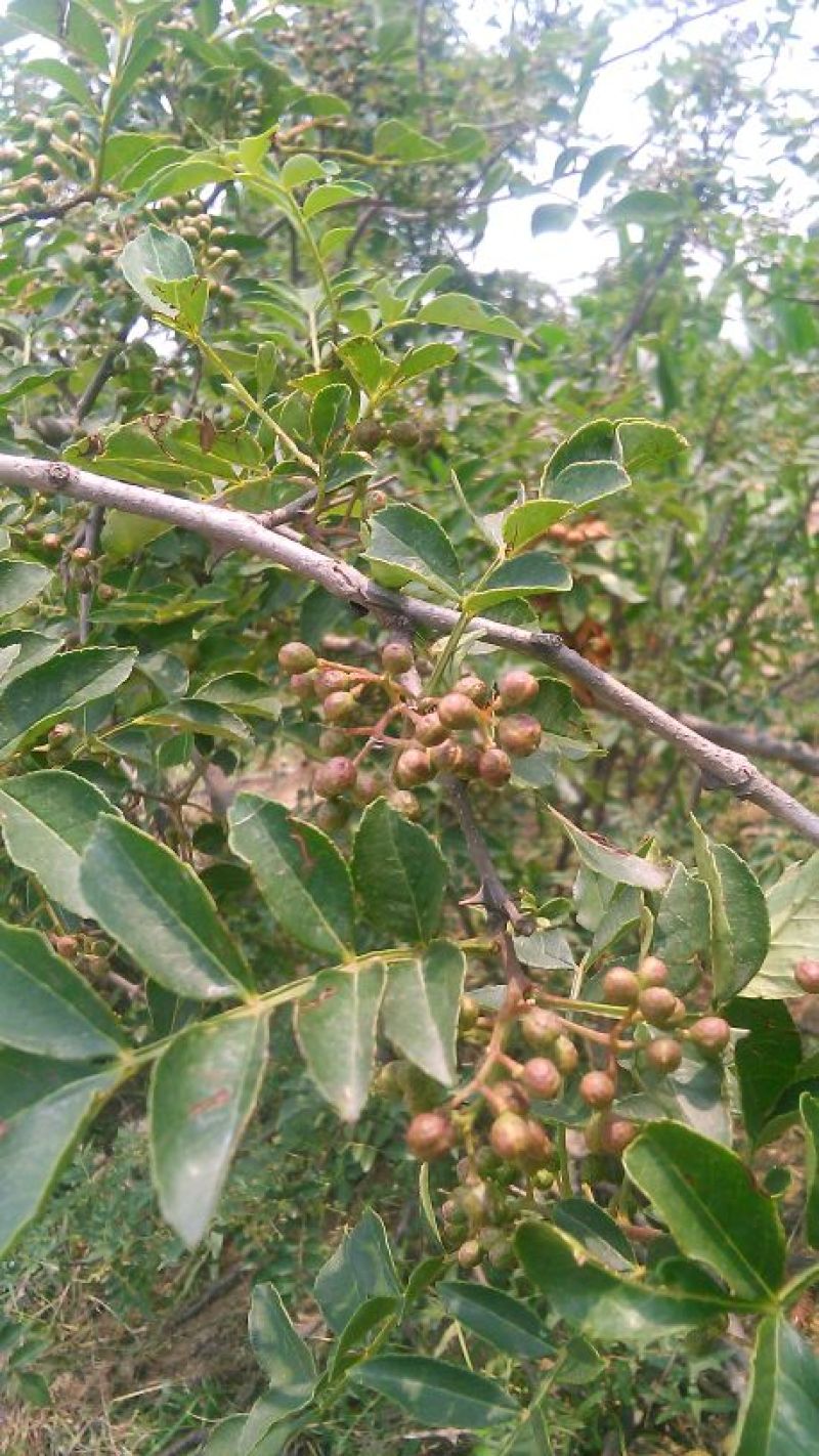 花椒苗规格不同，价格不同