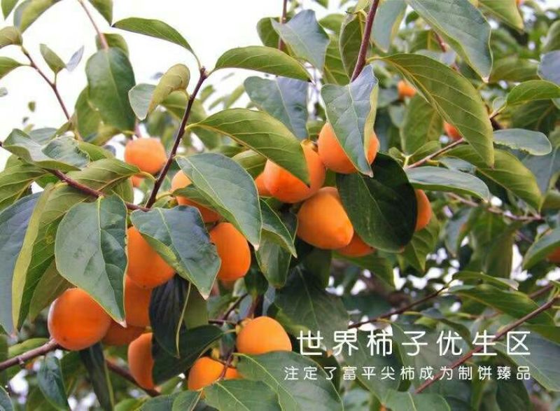 柿饼1~2两