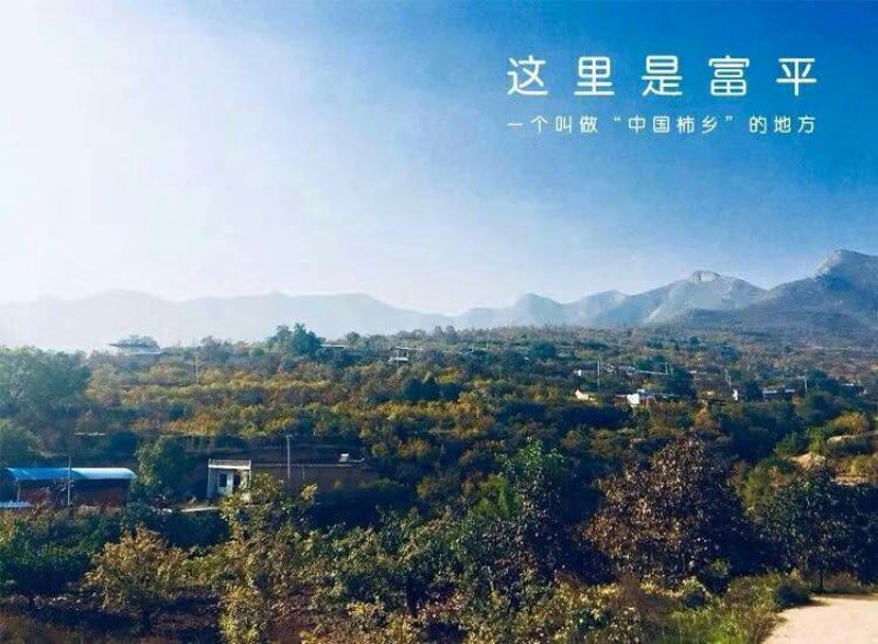 柿饼1~2两