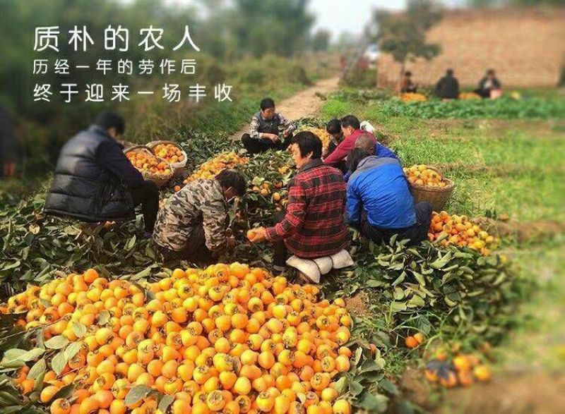 柿饼1~2两