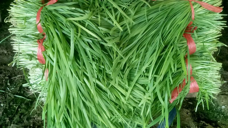 韭菜头茬山东莘县韭菜之乡大量供应可视频看货品质保证
