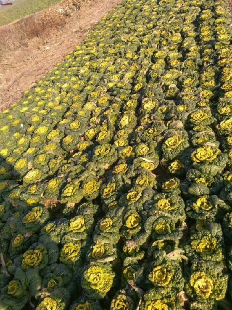 河南南阳精品黄心菜，黄心乌菜，万亩基大量上市欢迎实地考察