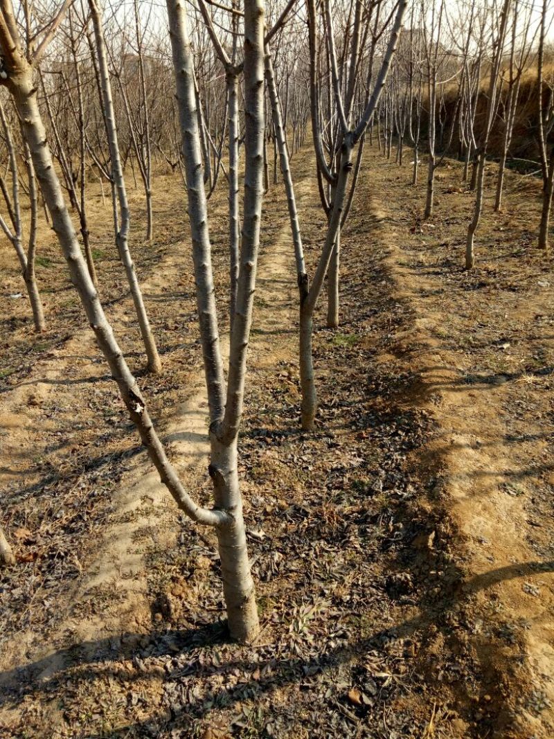 樱桃树141~170cm