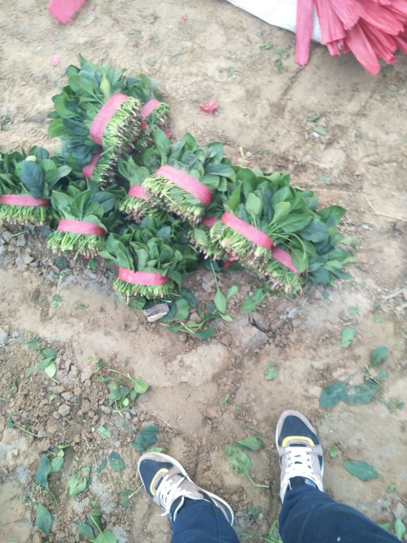 秋菠菜15~20厘米