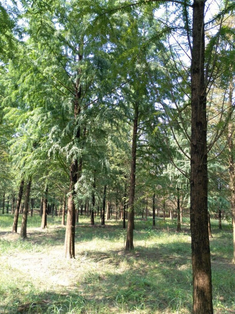 中山杉