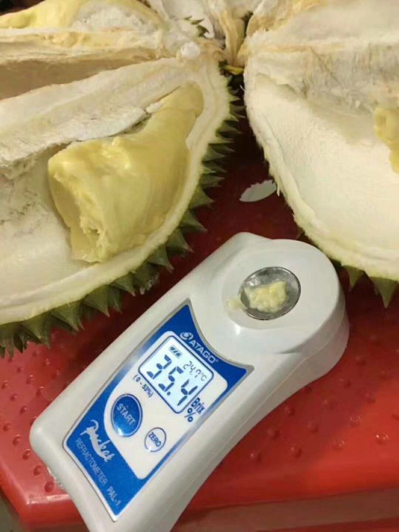 金枕榴莲一级果果园一手货源现摘现发，价格优惠质量保证
