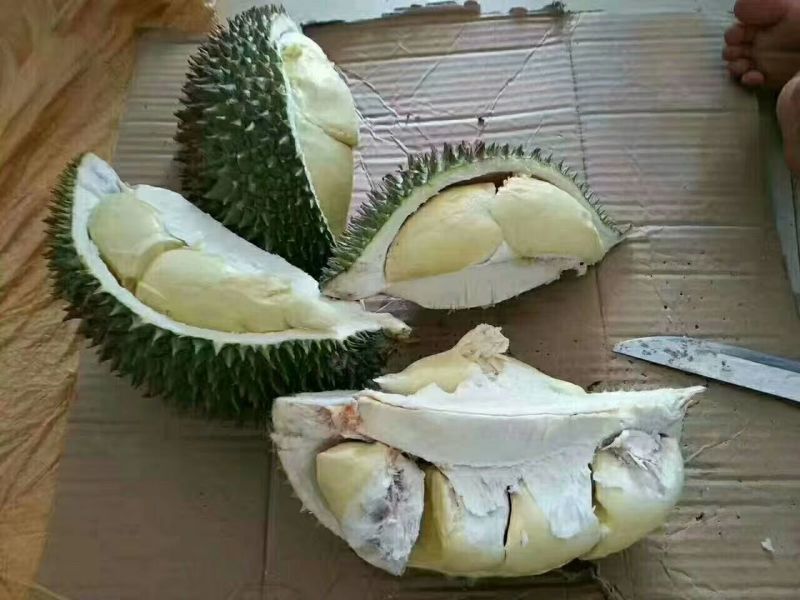 金枕榴莲一级果果园一手货源现摘现发，价格优惠质量保证