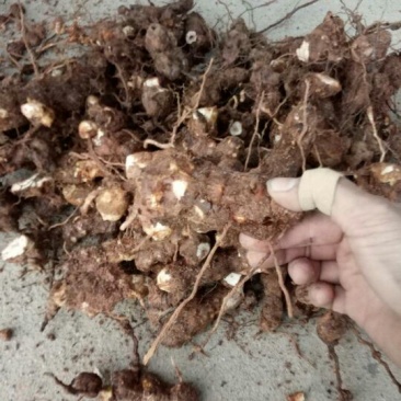 土茯苓统个