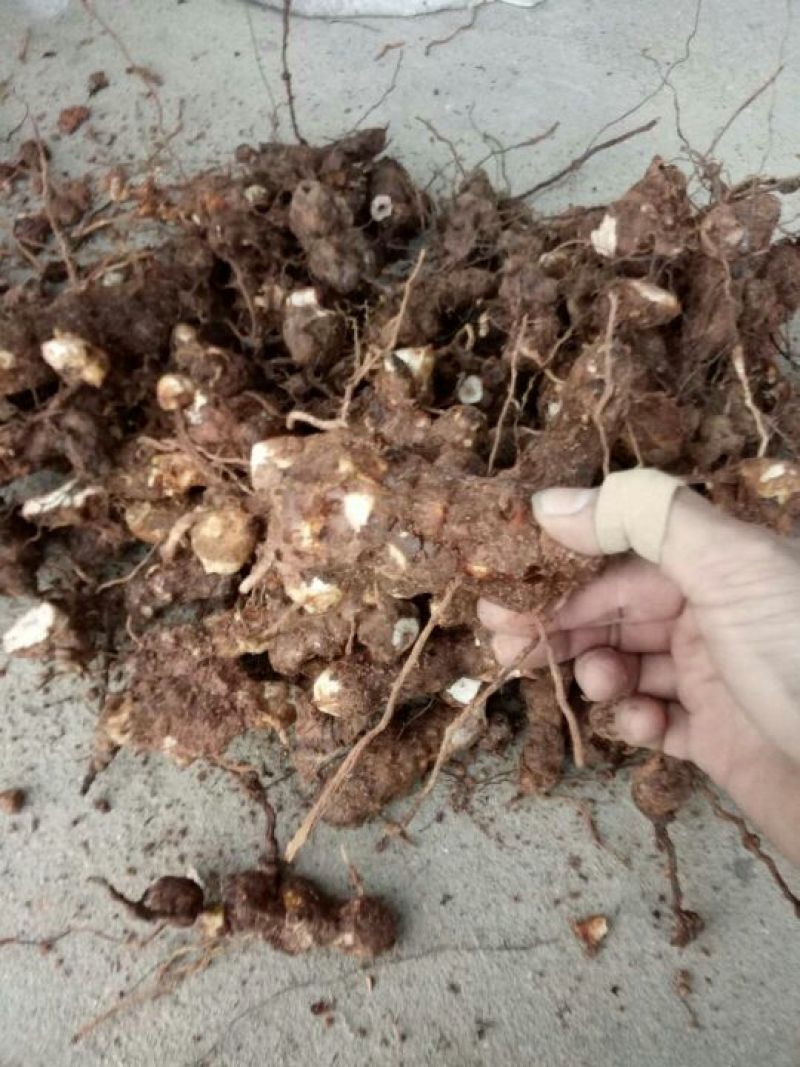 土茯苓统个