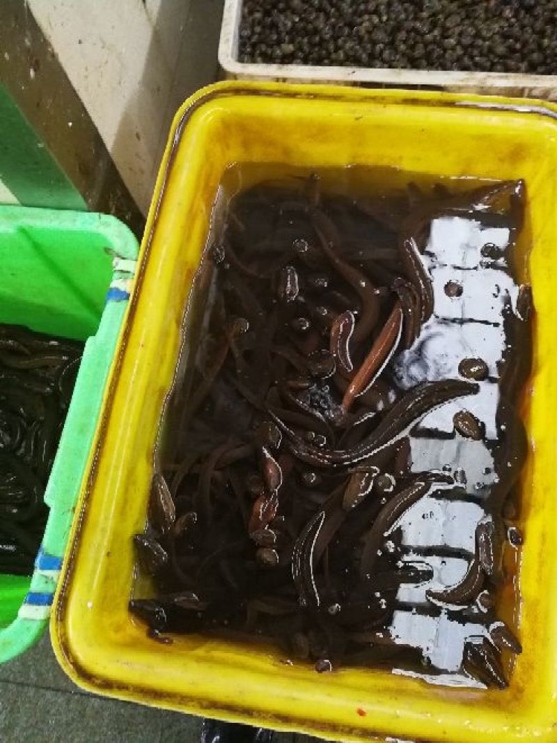 黄鳝食用活鱼
