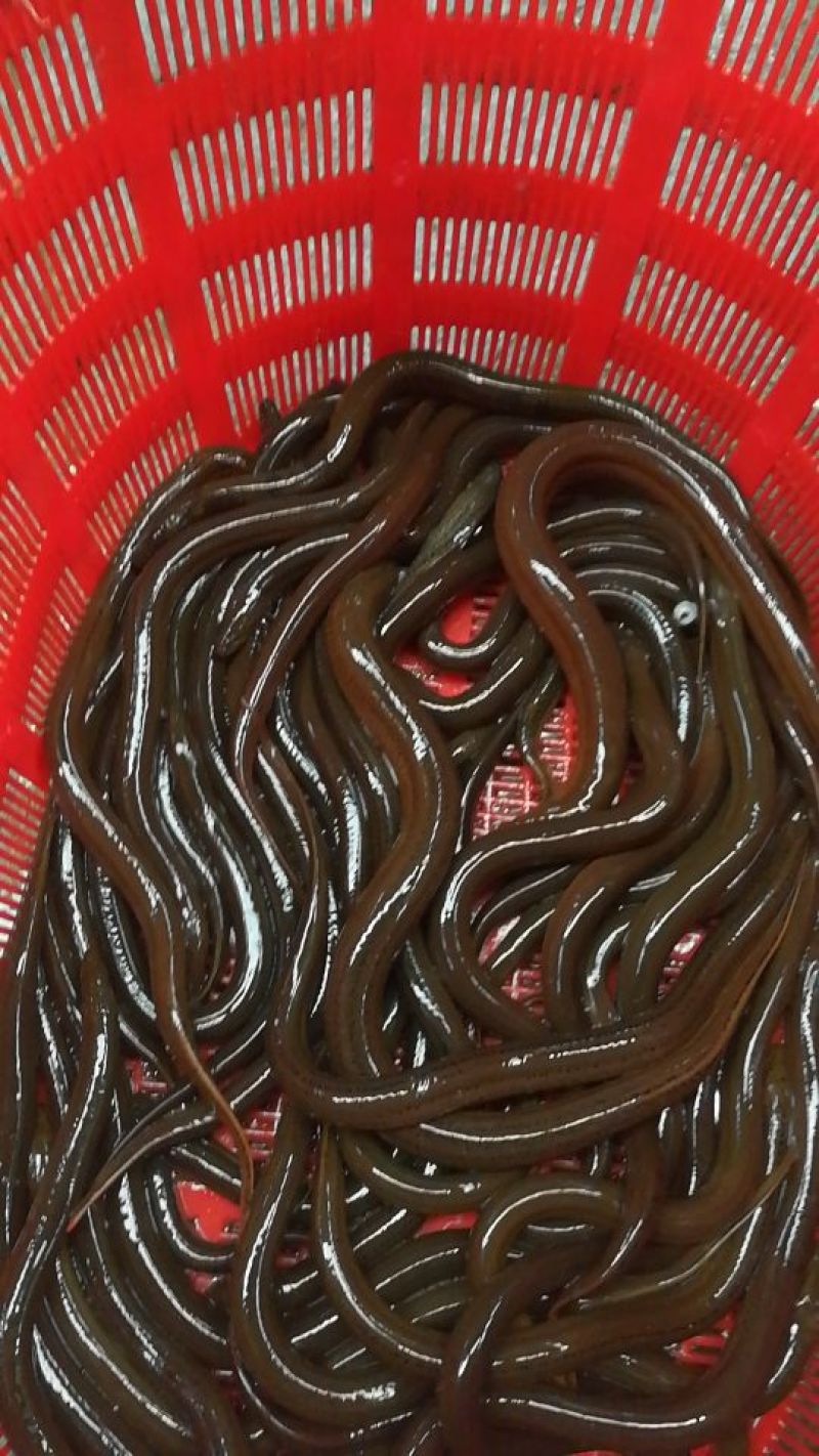 黄鳝食用活鱼