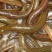 黄鳝食用活鱼