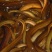 黄鳝食用活鱼