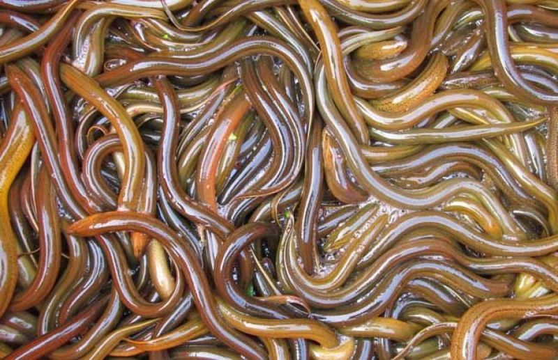 黄鳝食用活鱼