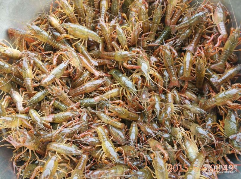 虾苗，种虾四川小龙虾小龙虾苗