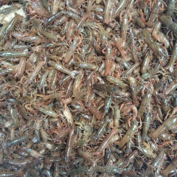 虾苗，种虾四川小龙虾小龙虾苗