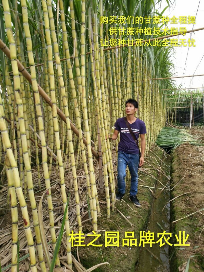 黄皮甘蔗黄皮甘蔗种批发供应