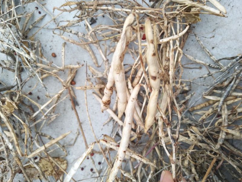 红小豆散装