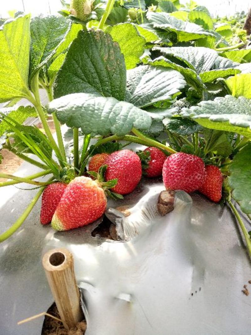 夏季蒙特瑞草莓20克以上