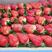 夏季蒙特瑞草莓20克以上